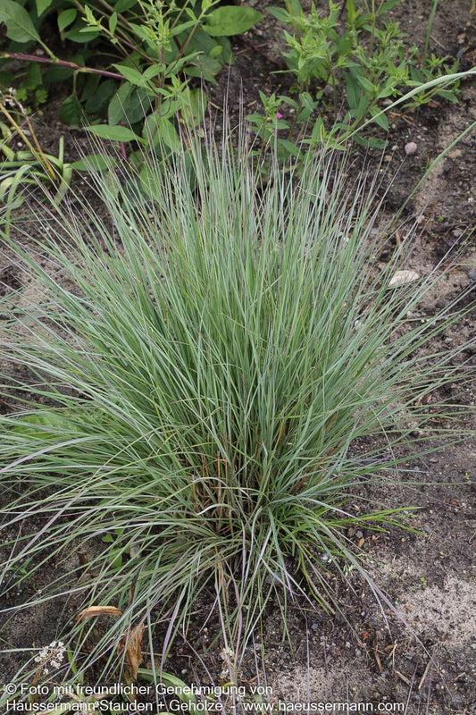 Blaugraues Präriegras 'Prairie Blues' (Schizachyrium scoparium)