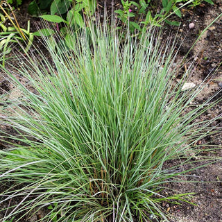 Blaugraues Präriegras 'Prairie Blues' (Schizachyrium scoparium)