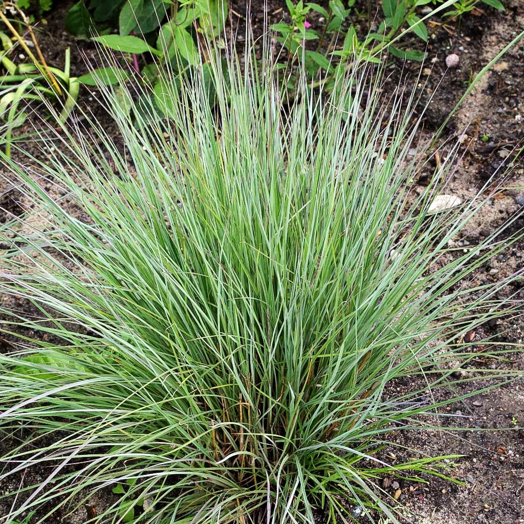 Blaugraues Präriegras 'Prairie Blues' (Schizachyrium scoparium)