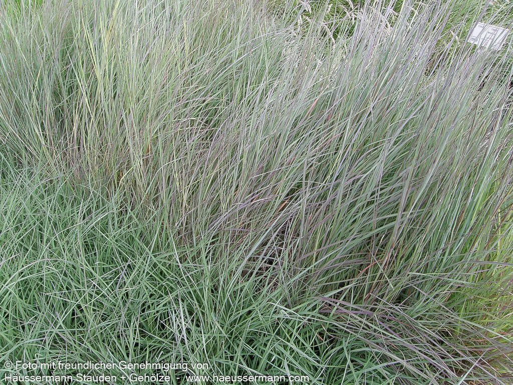 Blaugraues Präriegras 'Prairie Blues' (Schizachyrium scoparium)