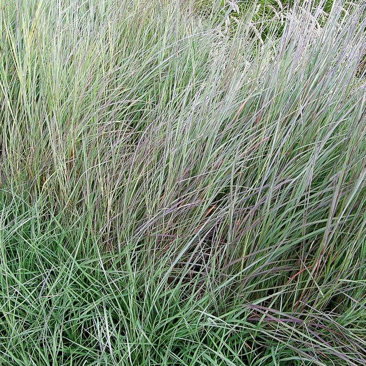 Blaugraues Präriegras 'Prairie Blues' (Schizachyrium scoparium)