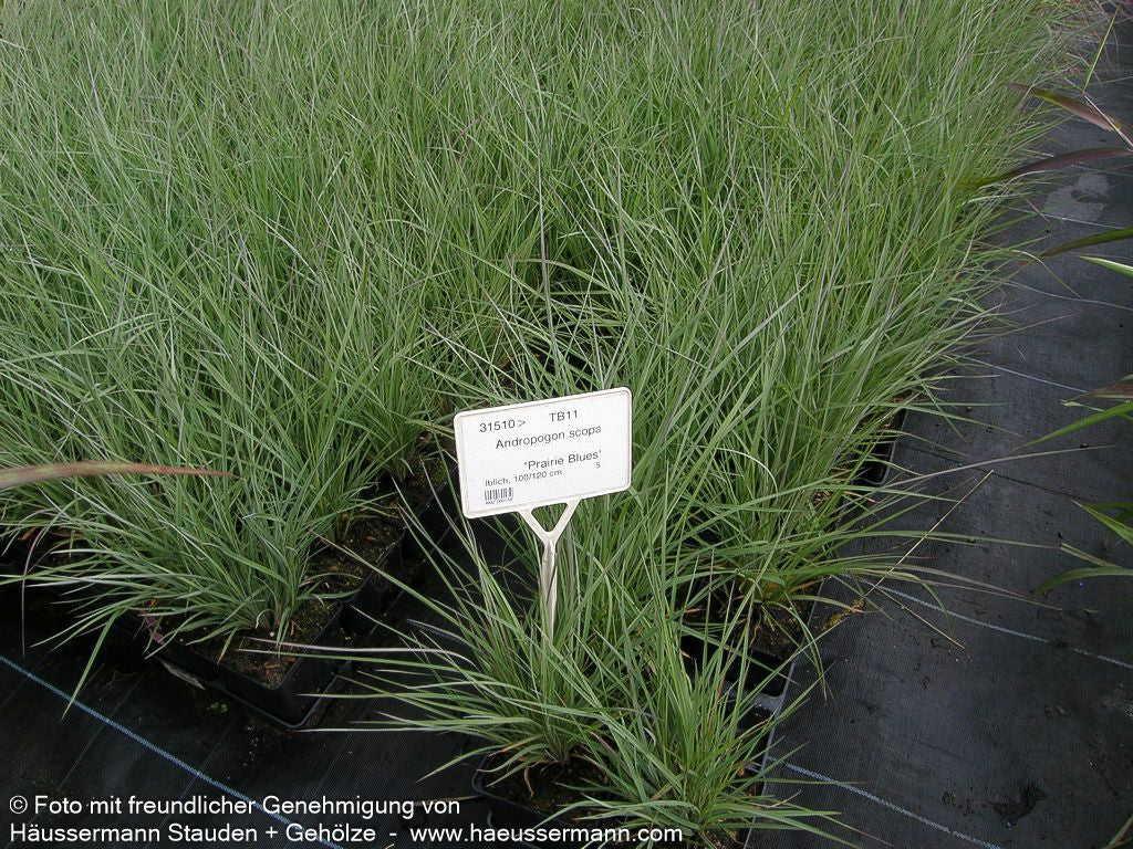 Blaugraues Präriegras 'Prairie Blues' (Schizachyrium scoparium)