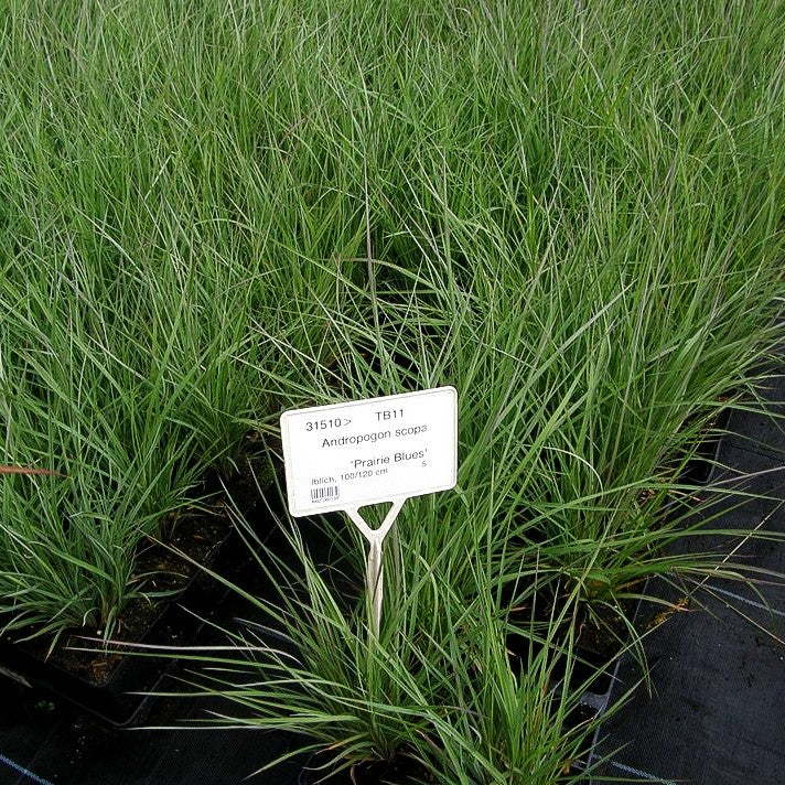 Blaugraues Präriegras 'Prairie Blues' (Schizachyrium scoparium)