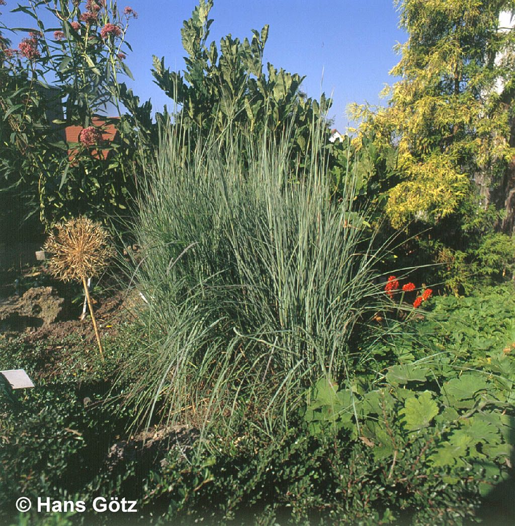 Blaugraues Präriegras 'Prairie Blues' (Schizachyrium scoparium)