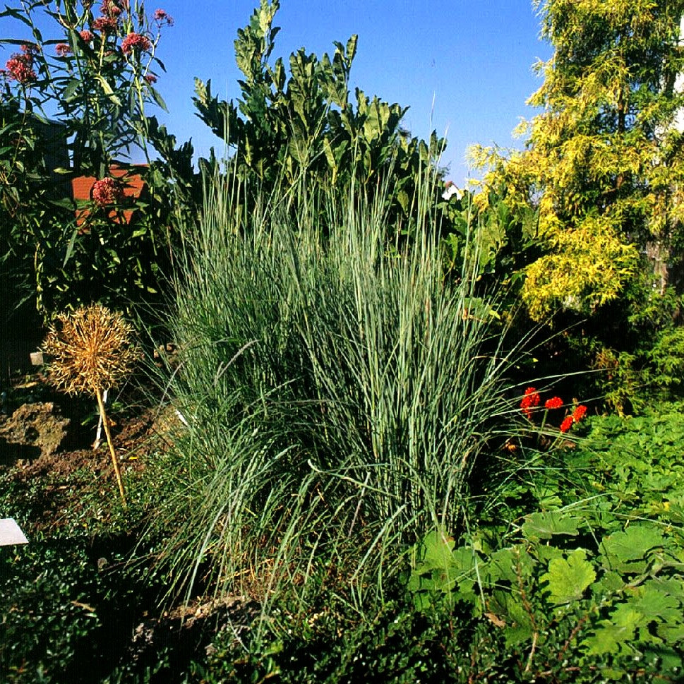 Blaugraues Präriegras 'Prairie Blues' (Schizachyrium scoparium)