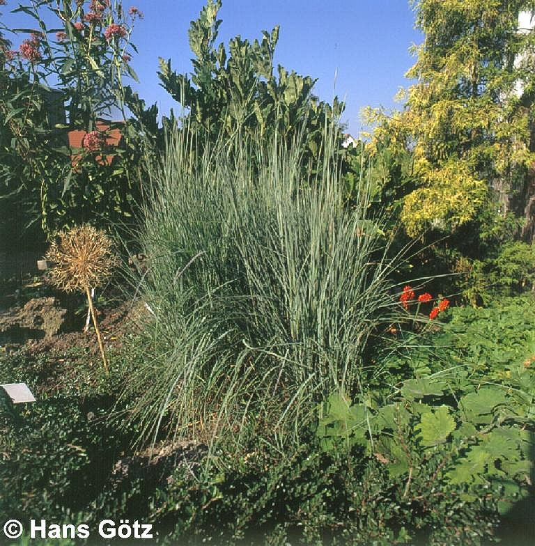 Blaugraues Präriegras 'Prairie Blues' (Schizachyrium scoparium)