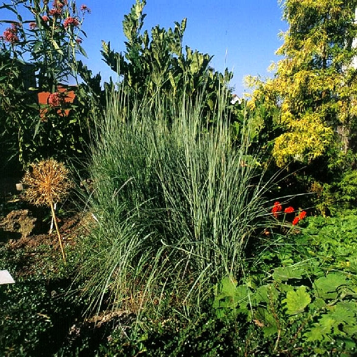 Blaugraues Präriegras 'Prairie Blues' (Schizachyrium scoparium)