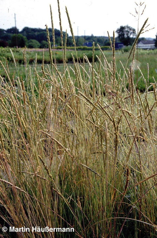 Blaugraues Schillergras (Koeleria glauca)