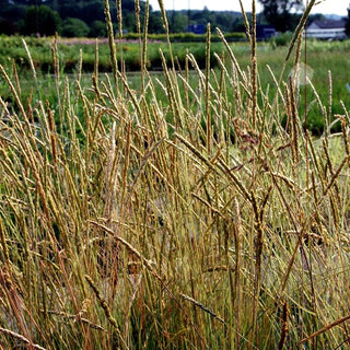 Blaugraues Schillergras (Koeleria glauca)
