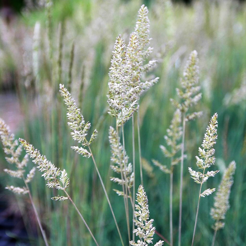Blaugraues Schillergras (Koeleria glauca)