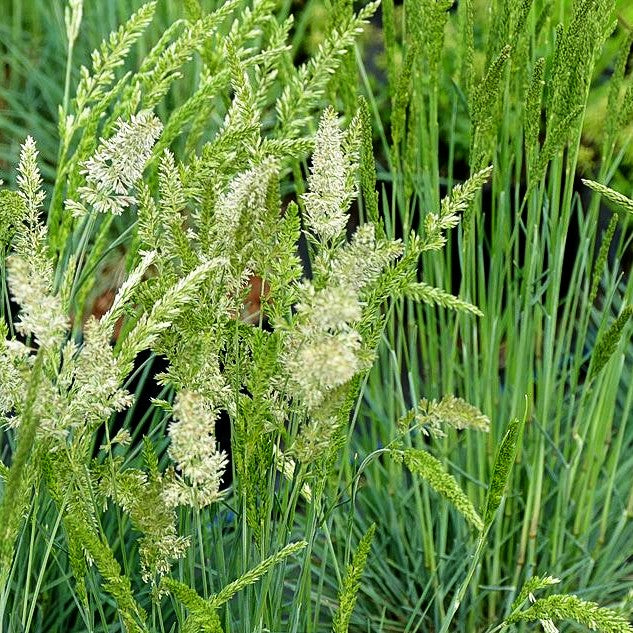 Blaugraues Schillergras (Koeleria glauca)