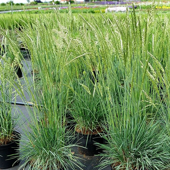 Blaugraues Schillergras (Koeleria glauca)