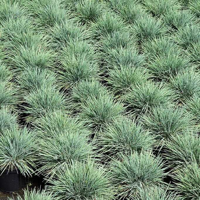 Blaugraues Schillergras (Koeleria glauca)