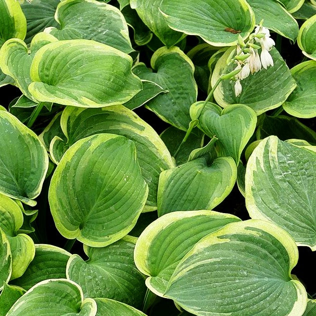 Blaugrüne Weißrand-Funkie 'American Halo' (Hosta x cult.)