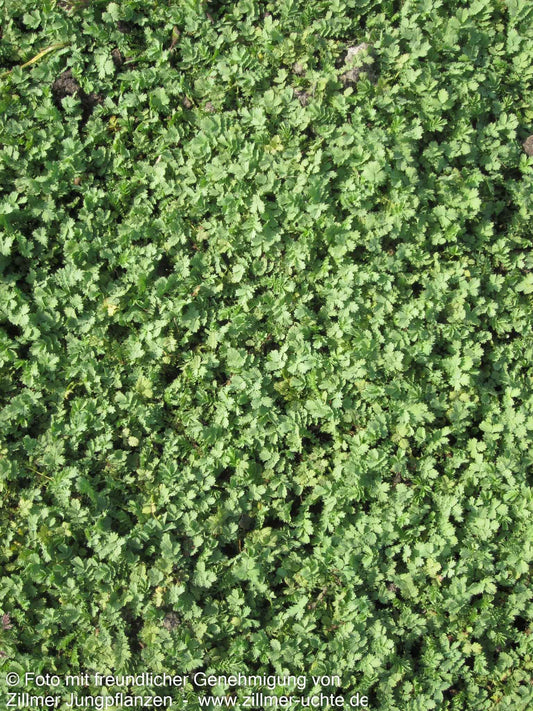 Blaugrünes Stachelnüsschen (Acaena buchananii)