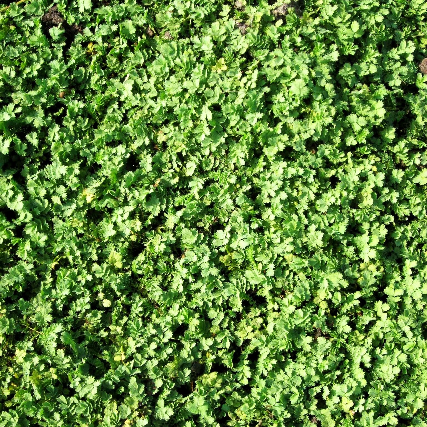 Blaugrünes Stachelnüsschen (Acaena buchananii)