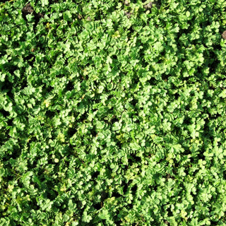 Blaugrünes Stachelnüsschen (Acaena buchananii)