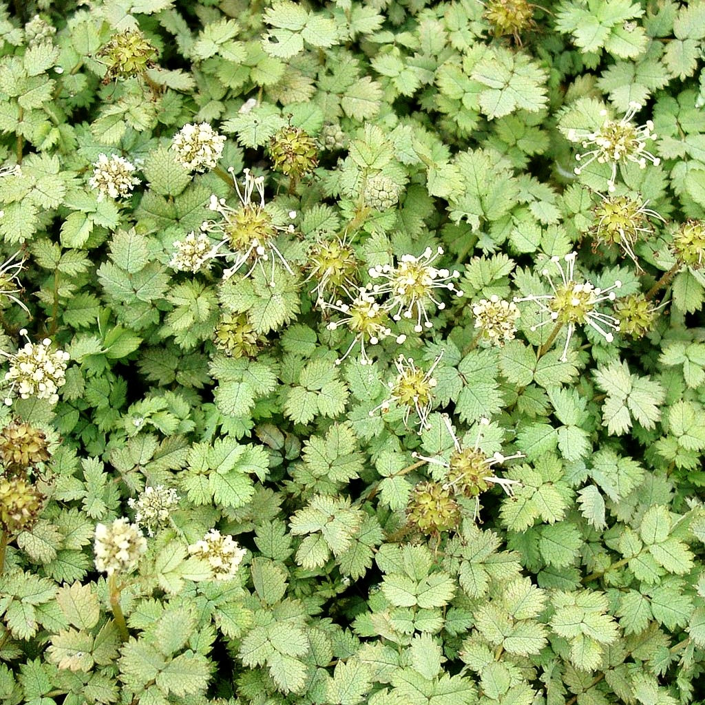 Blaugrünes Stachelnüsschen (Acaena buchananii)