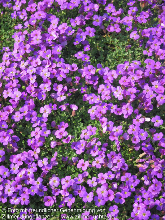 Blaukissen 'Blaumeise' (Aubrieta x cult.)