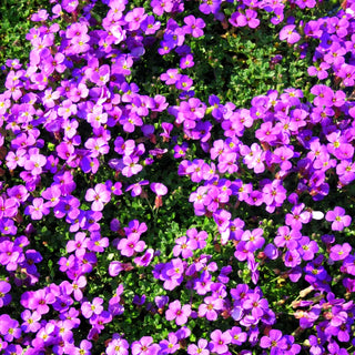Blaukissen 'Blaumeise' (Aubrieta x cult.)