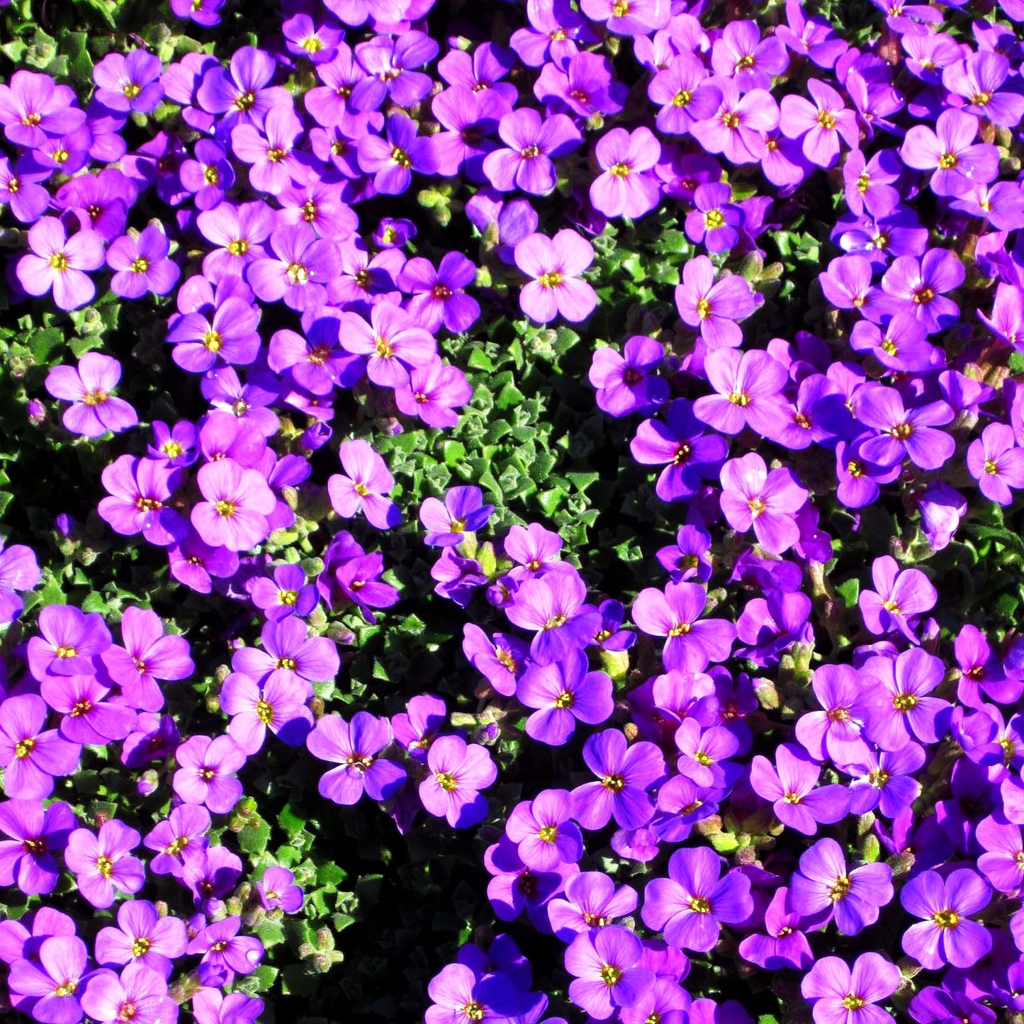Blaukissen 'Blaumeise' (Aubrieta x cult.)