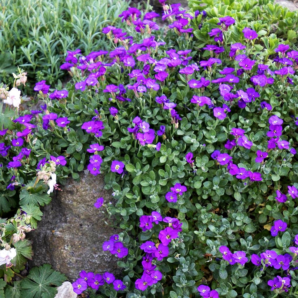Blaukissen 'Blaumeise' (Aubrieta x cult.)