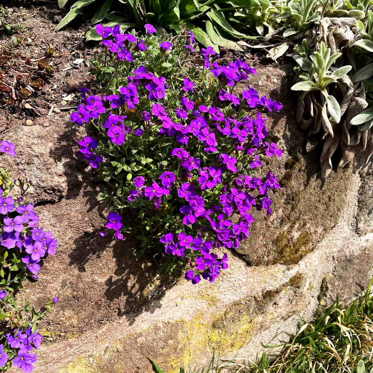 Blaukissen 'Blaumeise' (Aubrieta x cult.)
