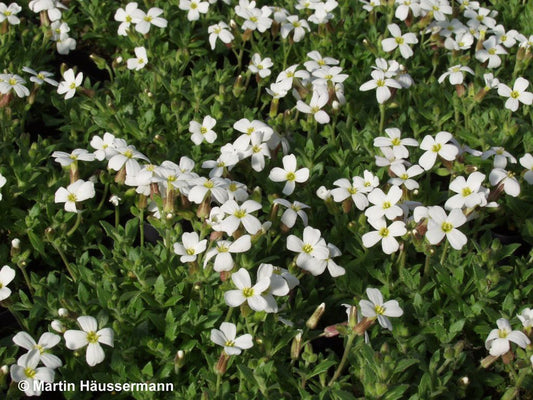 Blaukissen 'Fiona' (Aubrieta x cult.)