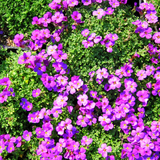 Blaukissen 'Hamburger Stadtpark' (Aubrieta x cult.)