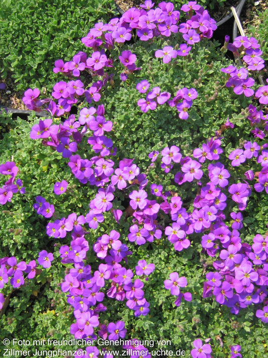 Blaukissen 'Hamburger Stadtpark' (Aubrieta x cult.)