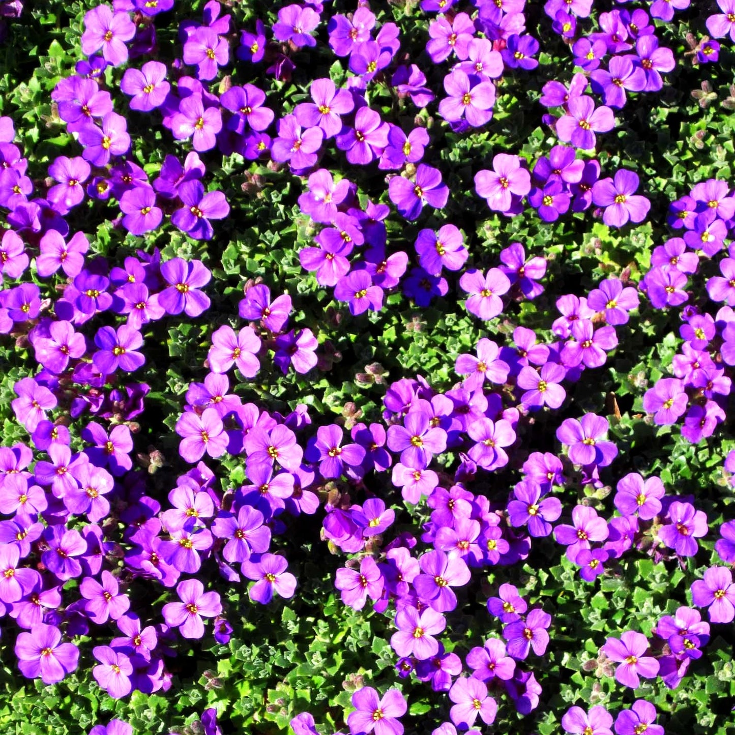Blaukissen 'Hamburger Stadtpark' (Aubrieta x cult.)