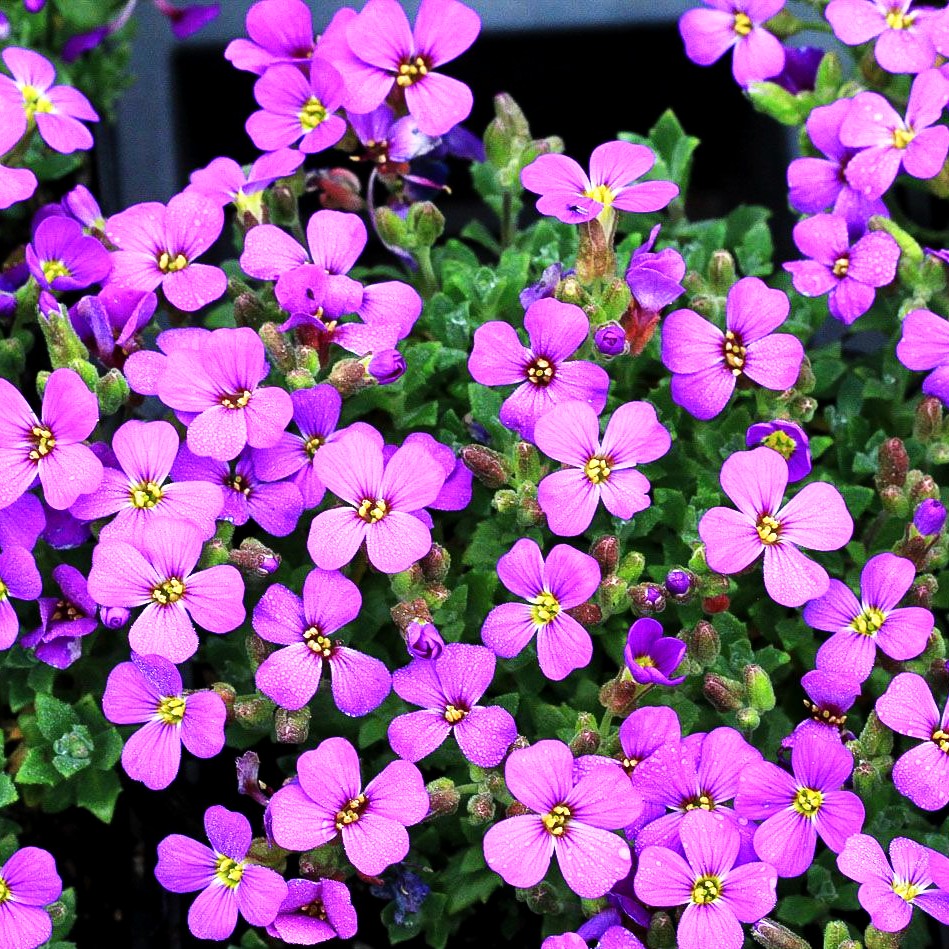 Blaukissen 'Hamburger Stadtpark' (Aubrieta x cult.)