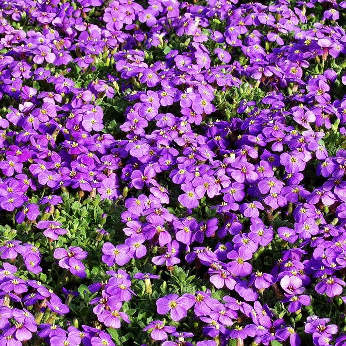 Blaukissen 'Hamburger Stadtpark' (Aubrieta x cult.)