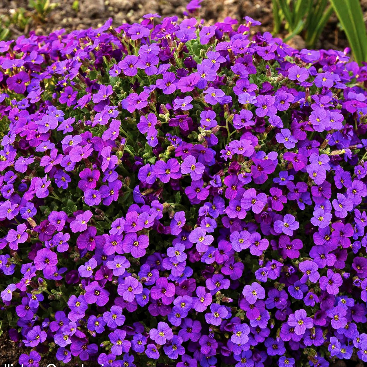 Blaukissen 'Hamburger Stadtpark' (Aubrieta x cult.)