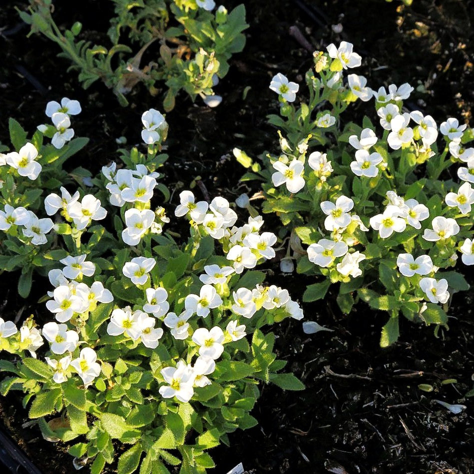 Blaukissen 'Hemsalb Snowmaiden' (Aubrieta x cult.)