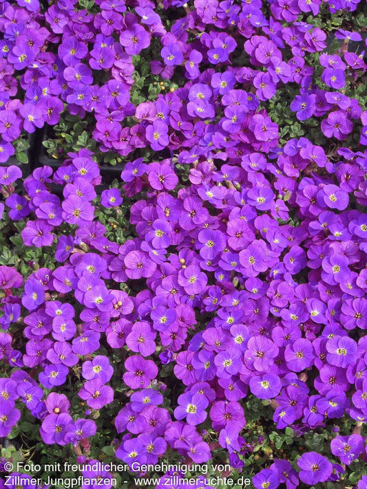 Blaukissen 'Kitte' (Aubrieta x cult.)