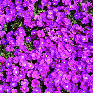 Blaukissen 'Kitte' (Aubrieta x cult.)