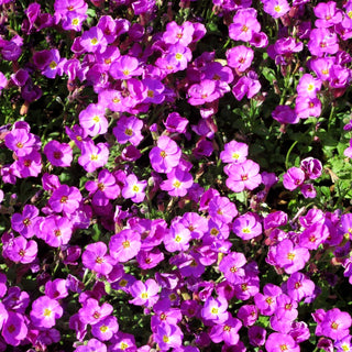 Blaukissen 'Rosengarten' (Aubrieta x cult.)