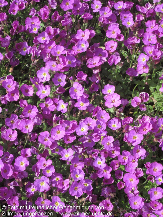 Blaukissen 'Rosengarten' (Aubrieta x cult.)