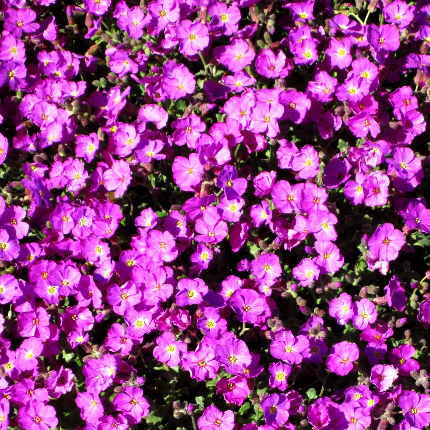 Blaukissen 'Rosengarten' (Aubrieta x cult.)
