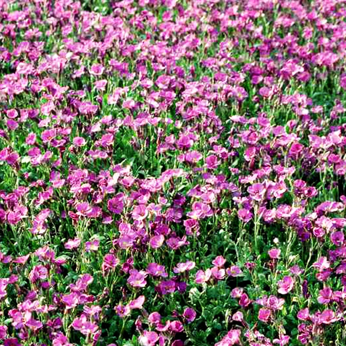Blaukissen 'Rosenteppich' (Aubrieta x cult.)