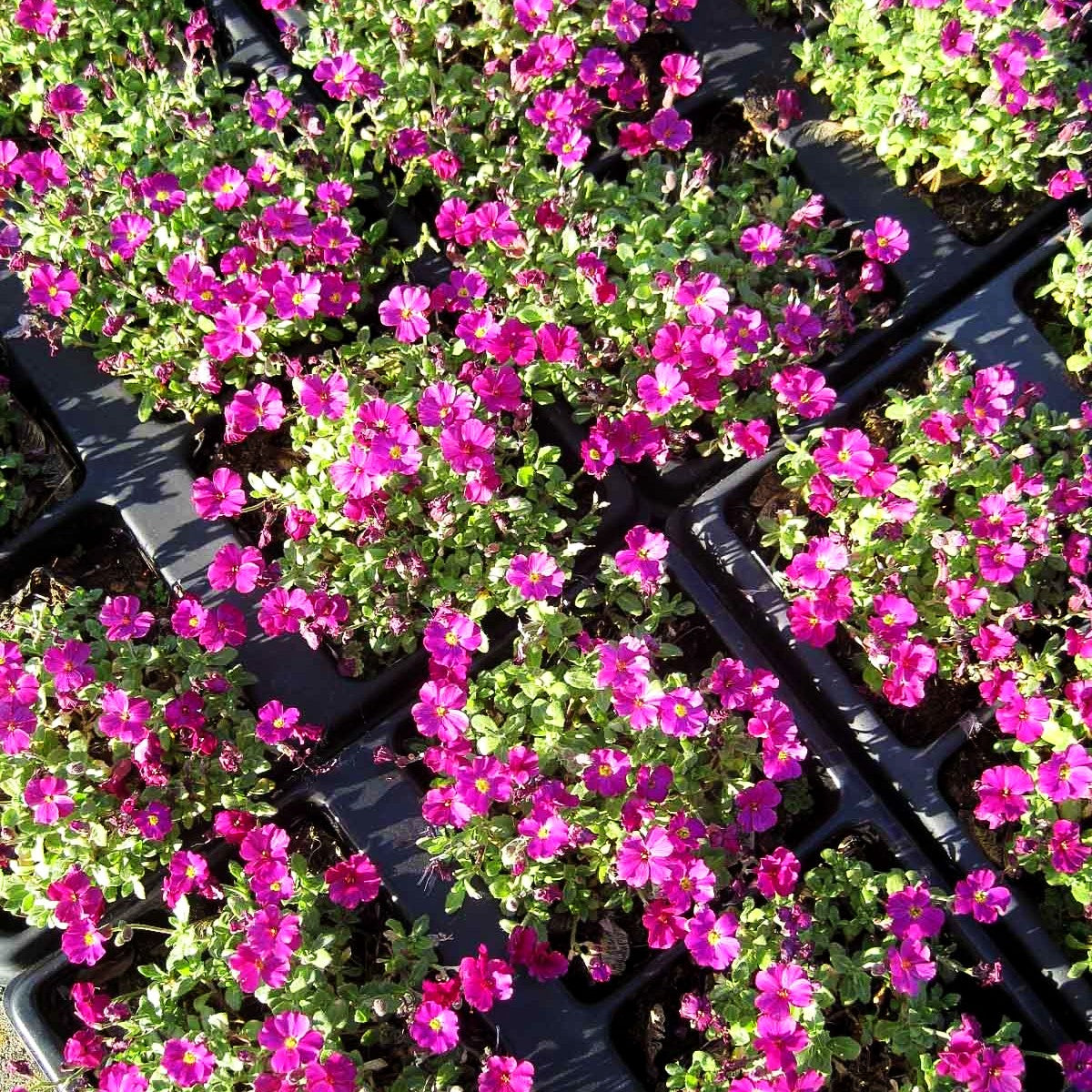 Blaukissen 'Rubinfeuer' (Aubrieta x cult.)