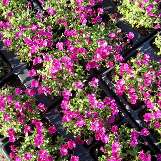 Blaukissen 'Rubinfeuer' (Aubrieta x cult.)