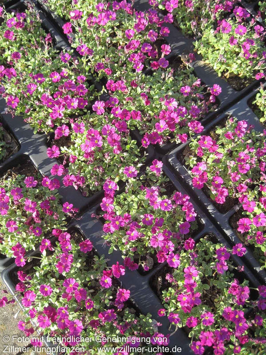 Blaukissen 'Rubinfeuer' (Aubrieta x cult.)