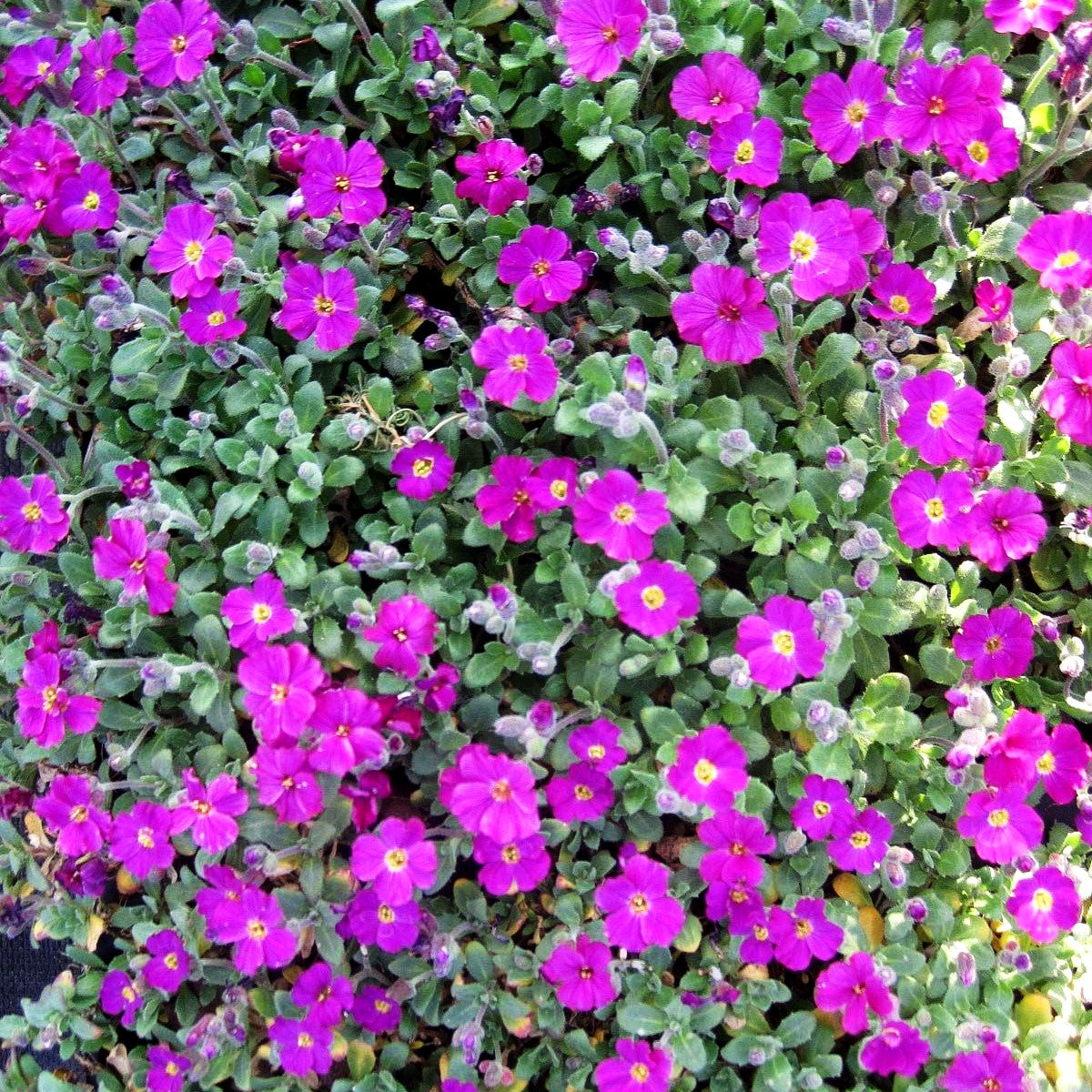 Blaukissen 'Rubinfeuer' (Aubrieta x cult.)