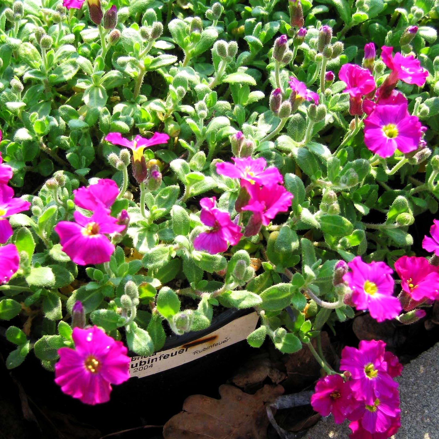 Blaukissen 'Rubinfeuer' (Aubrieta x cult.)