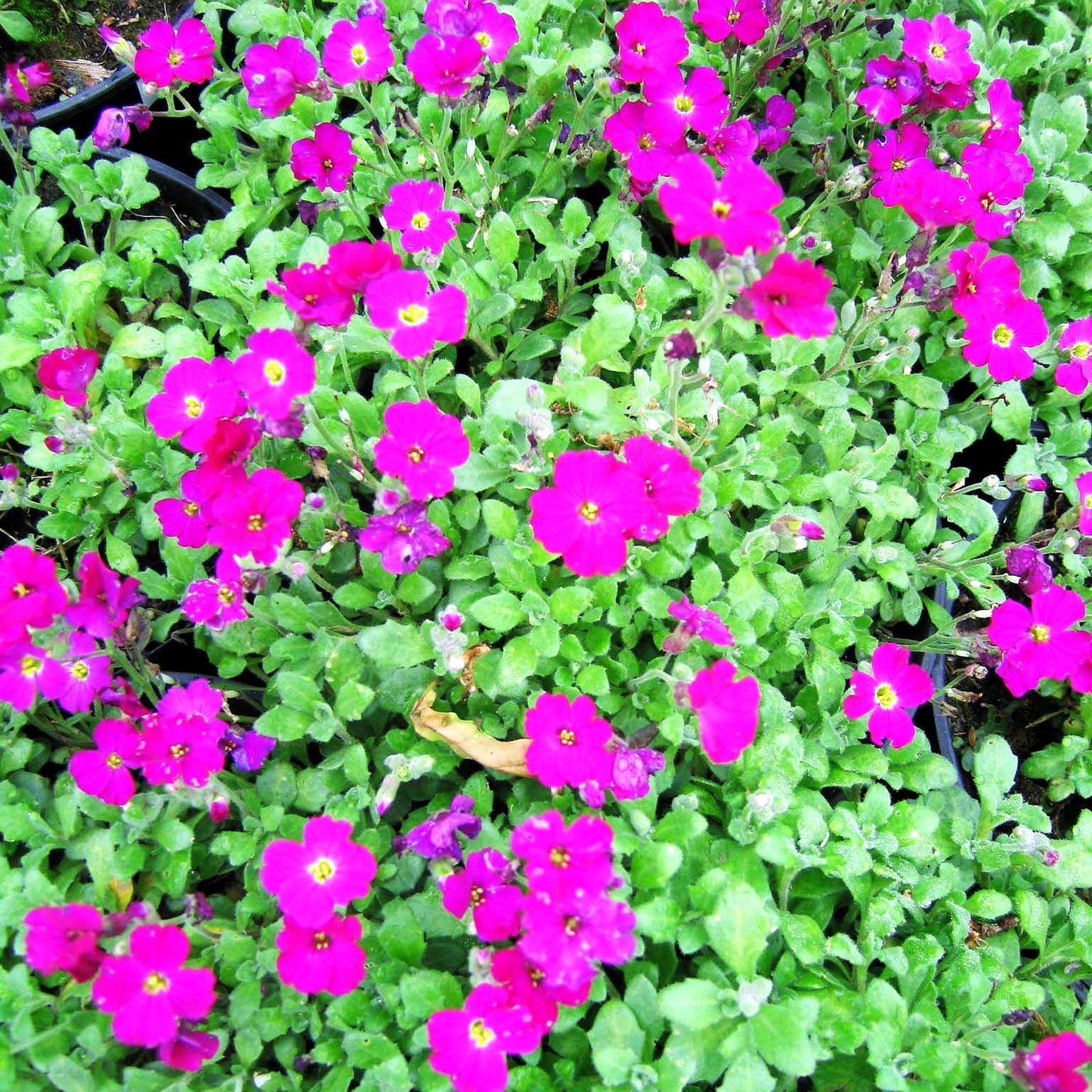 Blaukissen 'Rubinfeuer' (Aubrieta x cult.)