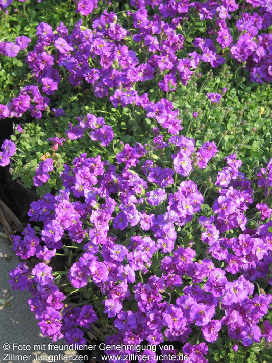 Blaukissen 'Sauerland' (Aubrieta x cult.)