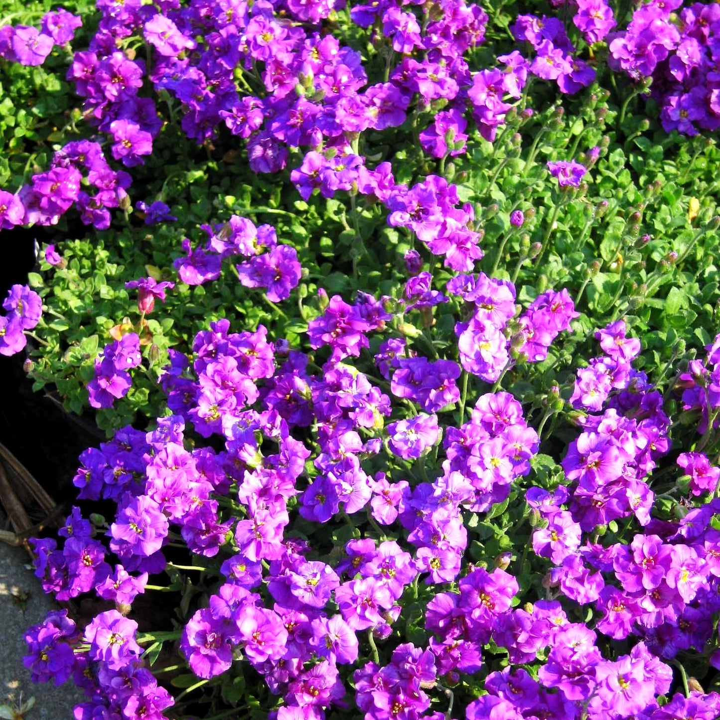 Blaukissen 'Sauerland' (Aubrieta x cult.)