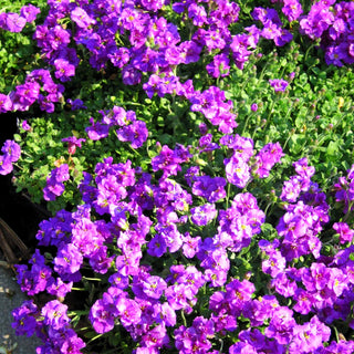 Blaukissen 'Sauerland' (Aubrieta x cult.)